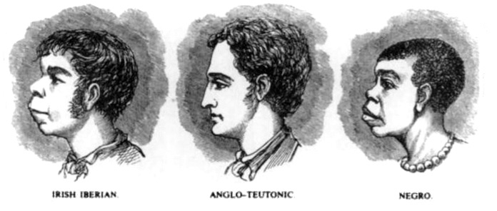 Three profiles, Irish Iberian, Anglo-Teutonic and Negro